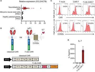 IL-7 and CCR2b Co-Expression-Mediated Enhanced CAR-T Survival and Infiltration in Solid Tumors